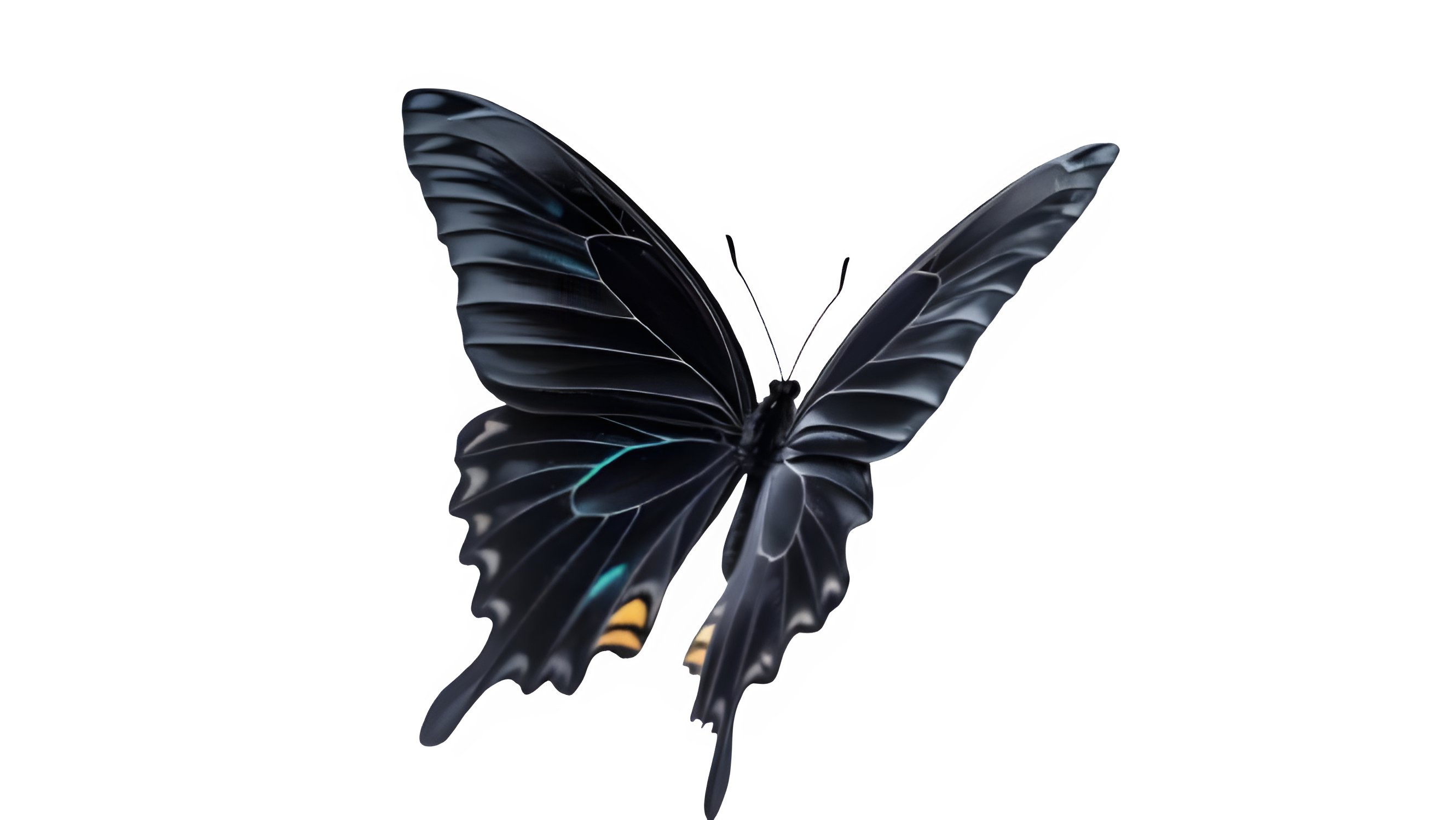 butterfly
